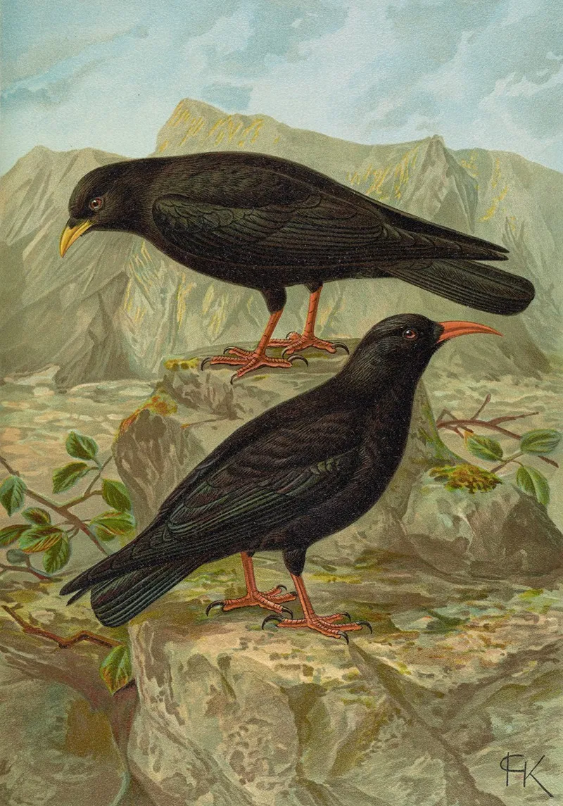 Pyrrhocorax Pyrrhocorax Pyrrhocorax Graculus Wall Art by Johann Friedrich Naumann - High-Resolution Digital Print