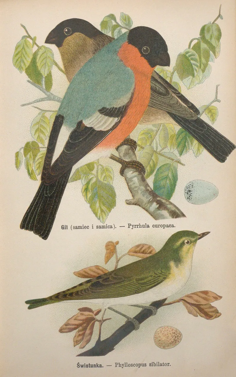 Pyrrhula Europaea Phylloscopus Sibilator Wall Art by Bohdan Dyakowski - High-Resolution Digital Print