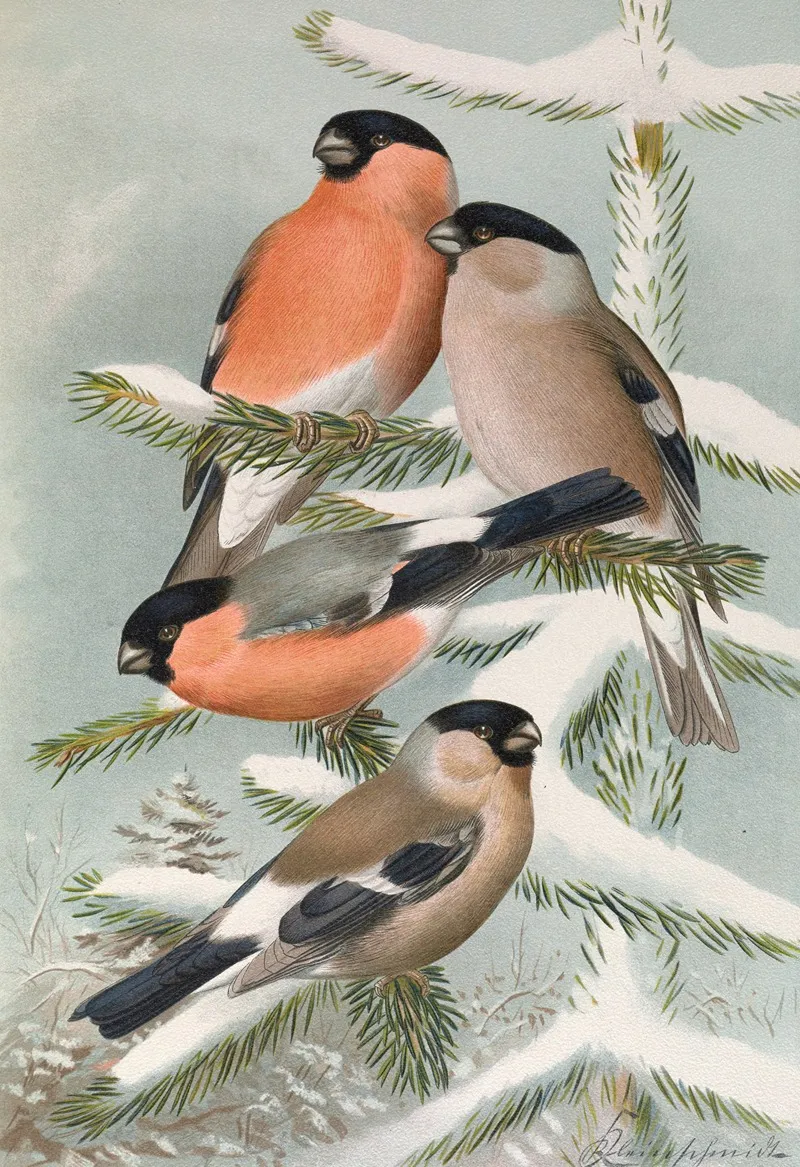Pyrrhula Pyrrhula Pyrrhula Pyrrhula Europaea Vieill Wall Art by Johann Friedrich Naumann - High-Resolution Digital Print