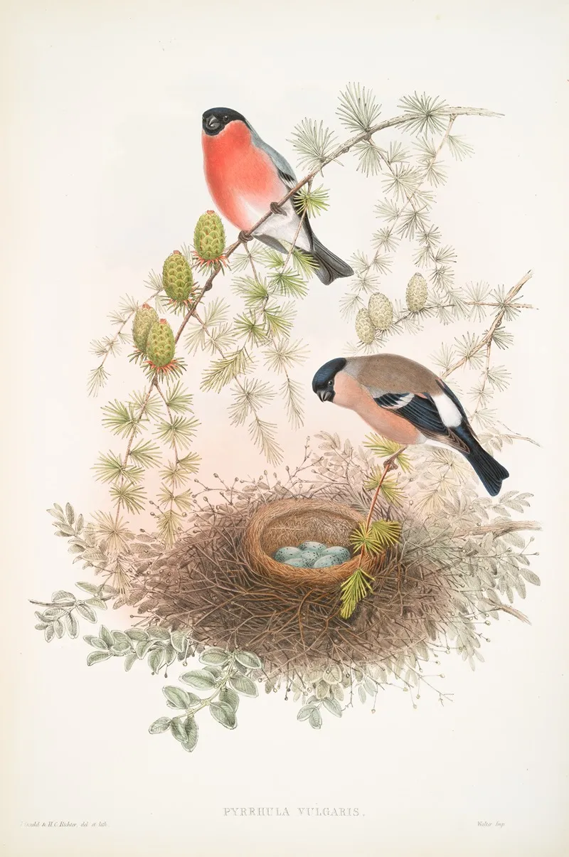 Pyrrhula Vulgaris Bullfinch Wall Art by John Gould - High-Resolution Digital Print