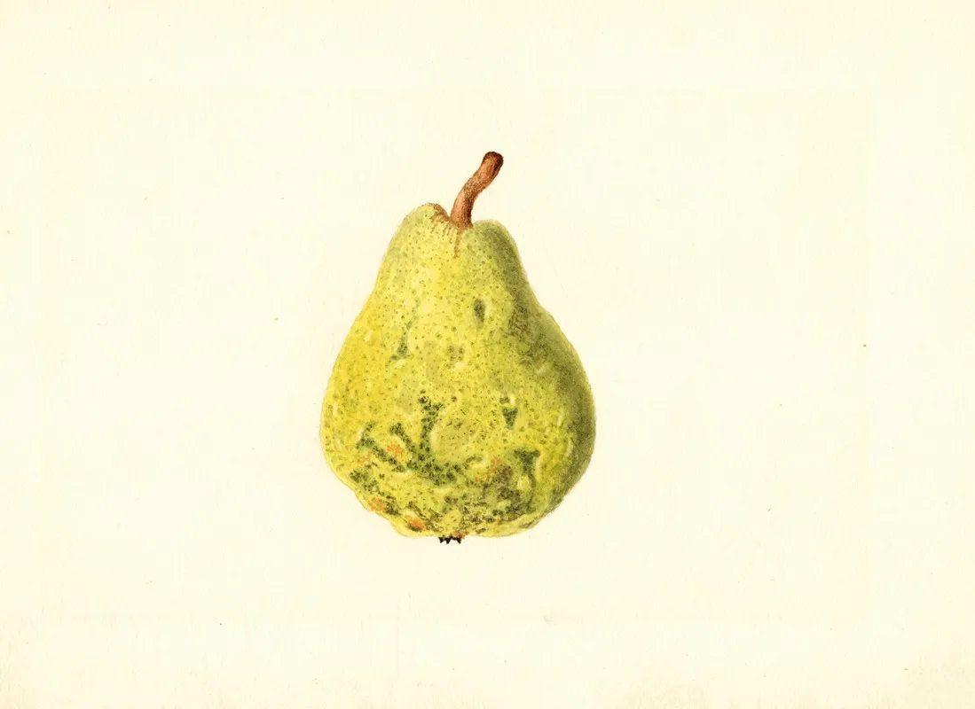 Pyrus Communis 3 Wall Art by James Marion Shull - High-Resolution Digital Print