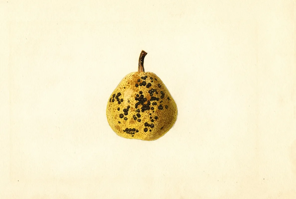 Pyrus Communis 4 Wall Art by James Marion Shull - High-Resolution Digital Print