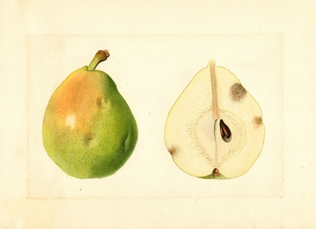 Pyrus Communis 6
