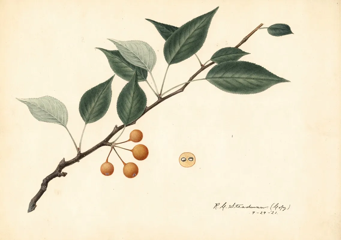 Pyrus Communis 7 Wall Art by Royal Charles Steadman - High-Resolution Digital Print