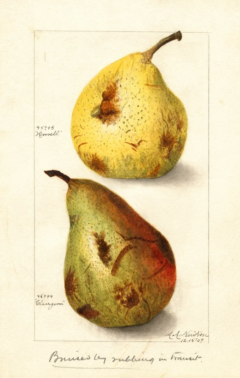 Pyrus Communis 9 Wall Art by Amanda Almira Newton - High-Resolution Digital Print