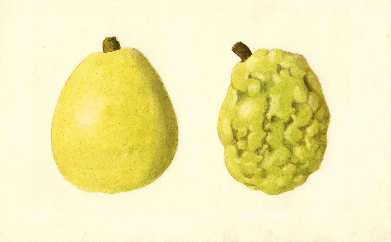 Pyrus Communis Anjou 3 Wall Art by James Marion Shull - High-Resolution Digital Print