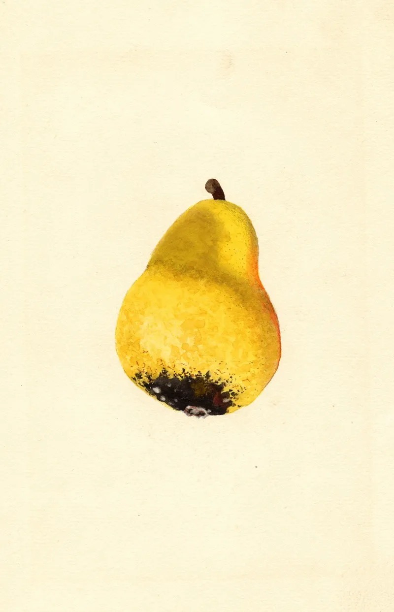 Pyrus Communis Bartlett 2 Wall Art by James Marion Shull - High-Resolution Digital Print