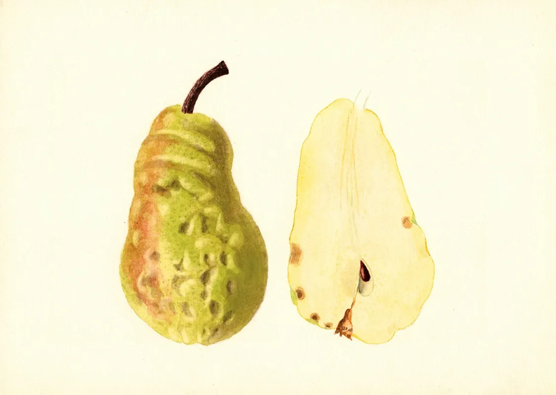 Pyrus Communis Bartlett 3 Wall Art by James Marion Shull - High-Resolution Digital Print