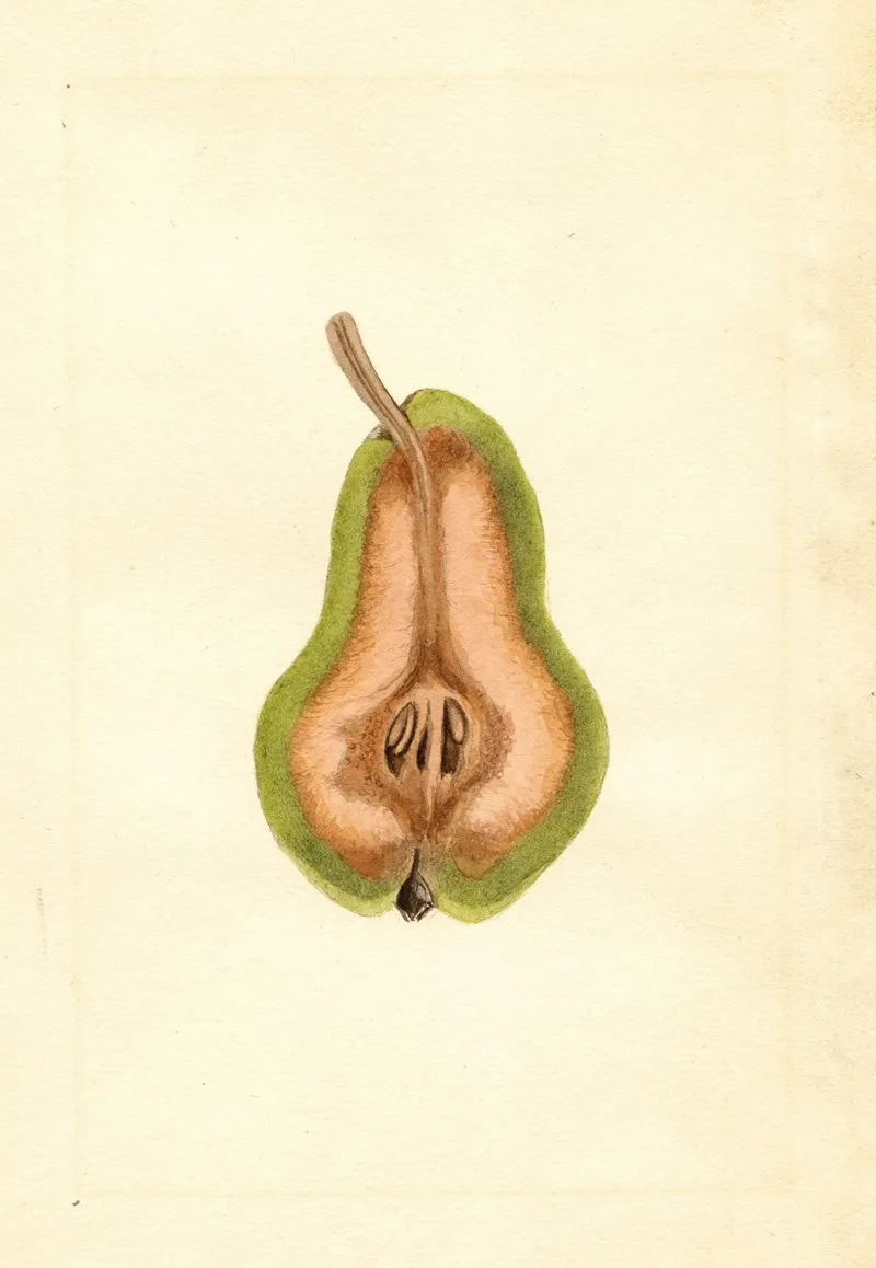 Pyrus Communis Bartlett 4 Wall Art by James Marion Shull - High-Resolution Digital Print