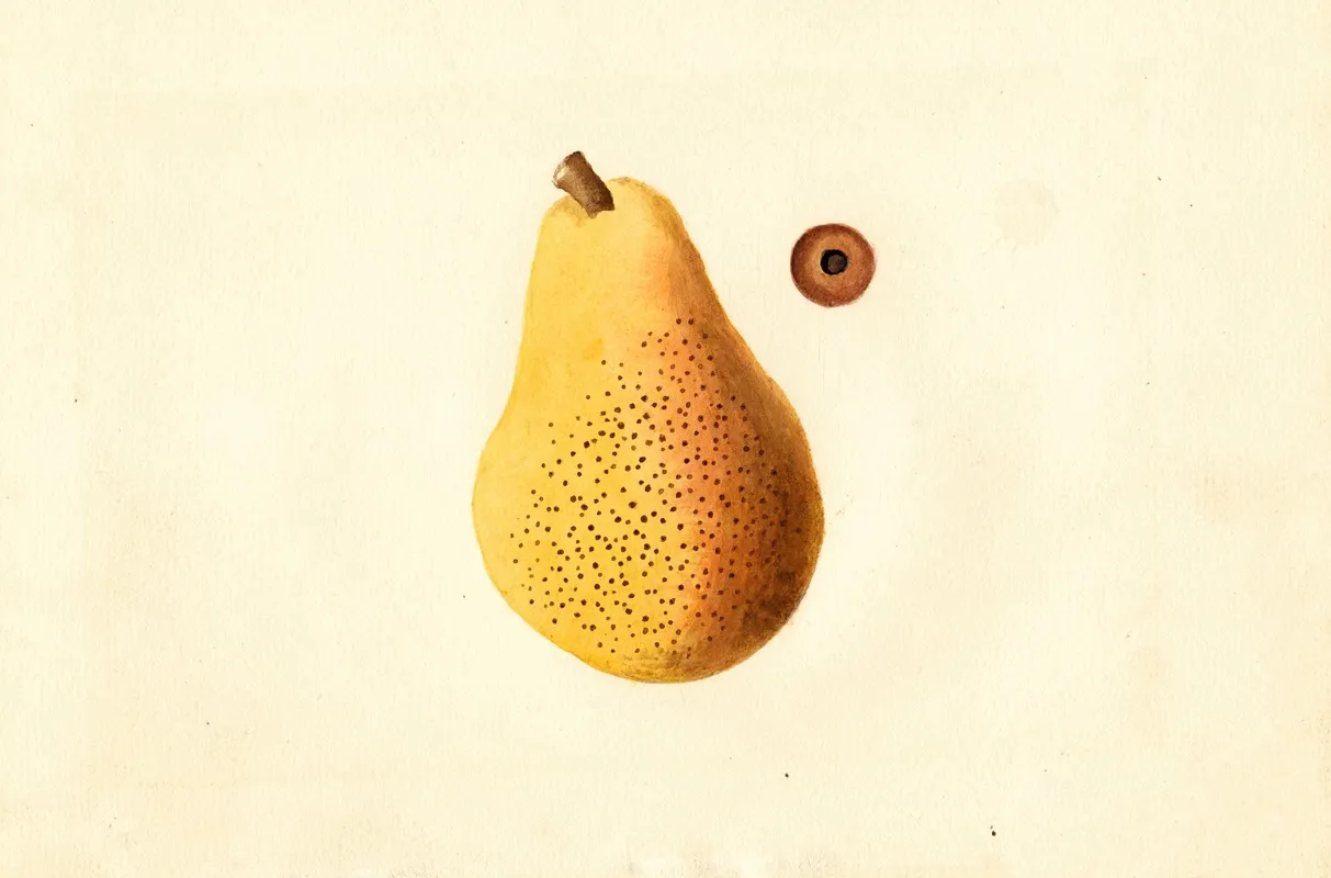 Pyrus Communis Bartlett 5 Wall Art by James Marion Shull - High-Resolution Digital Print
