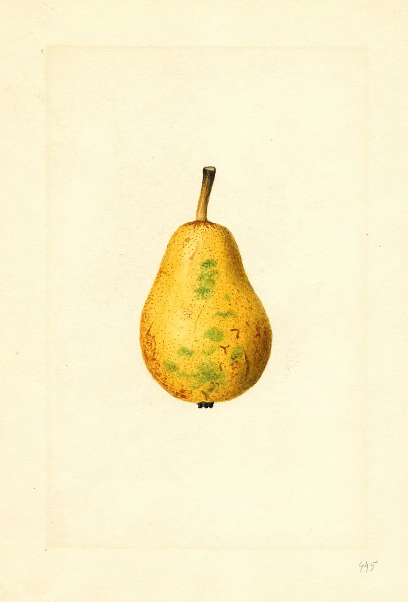Pyrus Communis Bartlett 6 Wall Art by James Marion Shull - High-Resolution Digital Print