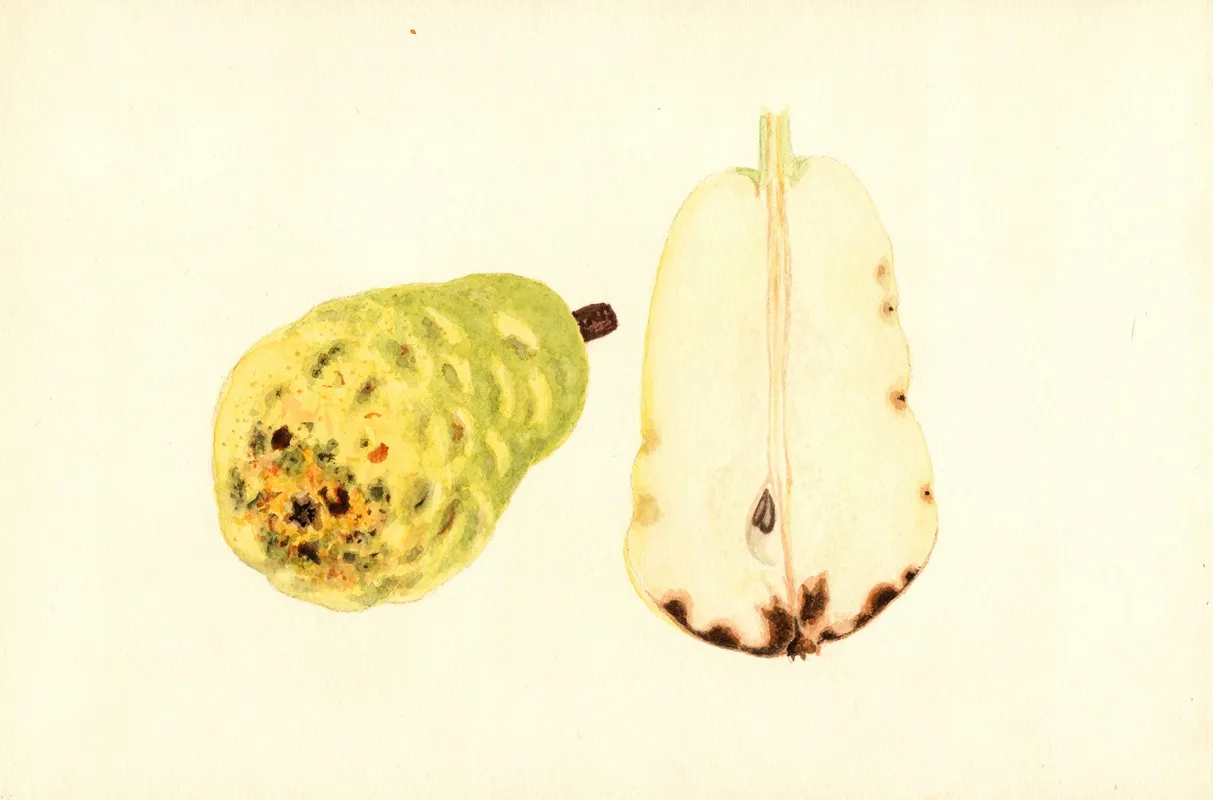 Pyrus Communis Bartlett Wall Art by James Marion Shull - High-Resolution Digital Print