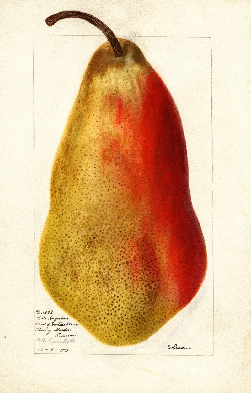Pyrus Communis Belle Angevine 2 Wall Art by Deborah Griscom Passmore - High-Resolution Digital Print