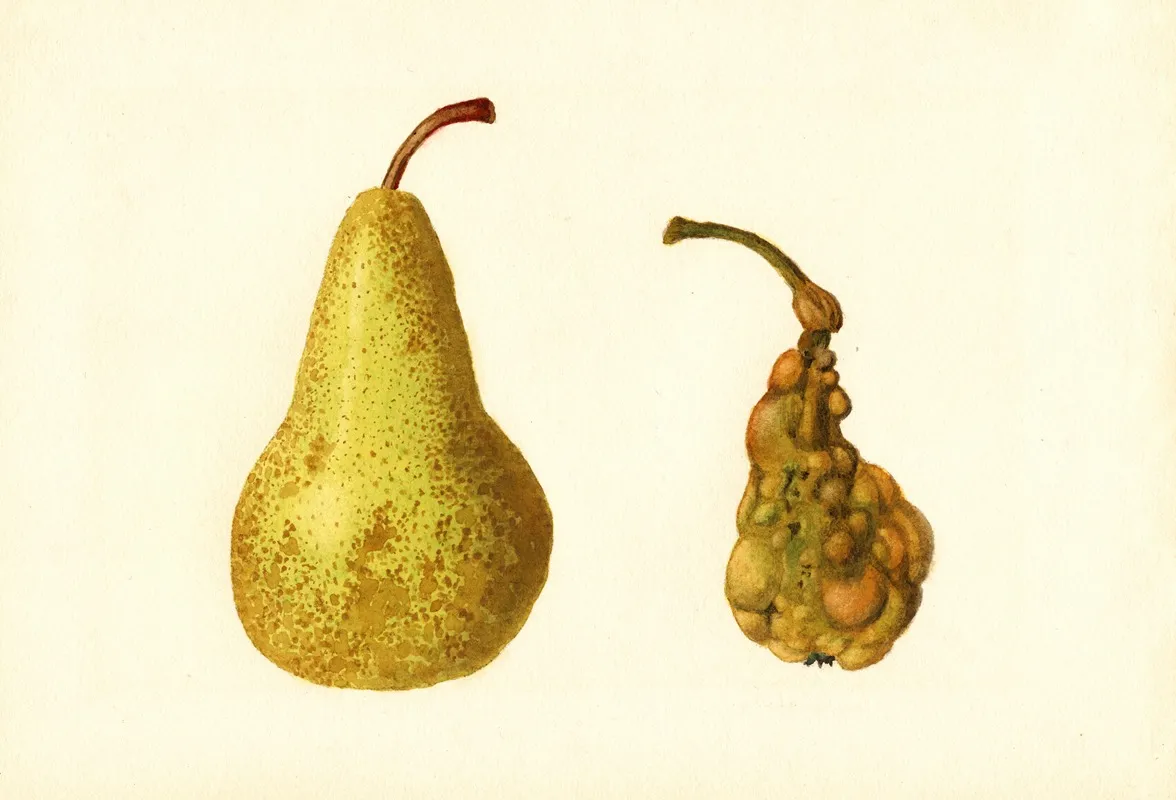 Pyrus Communis Bosc 3 Wall Art by James Marion Shull - High-Resolution Digital Print