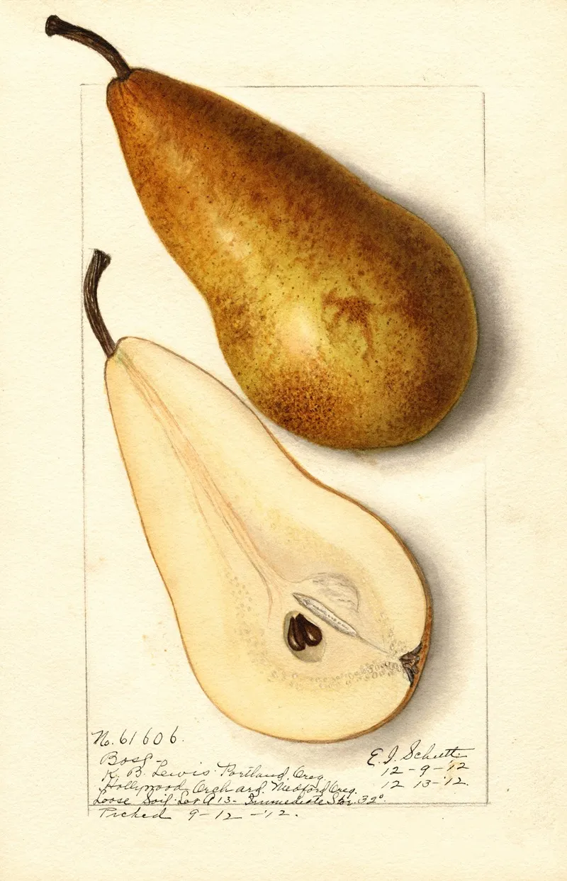 Pyrus Communis Bosc 4 Wall Art by Ellen Isham Schutt - High-Resolution Digital Print