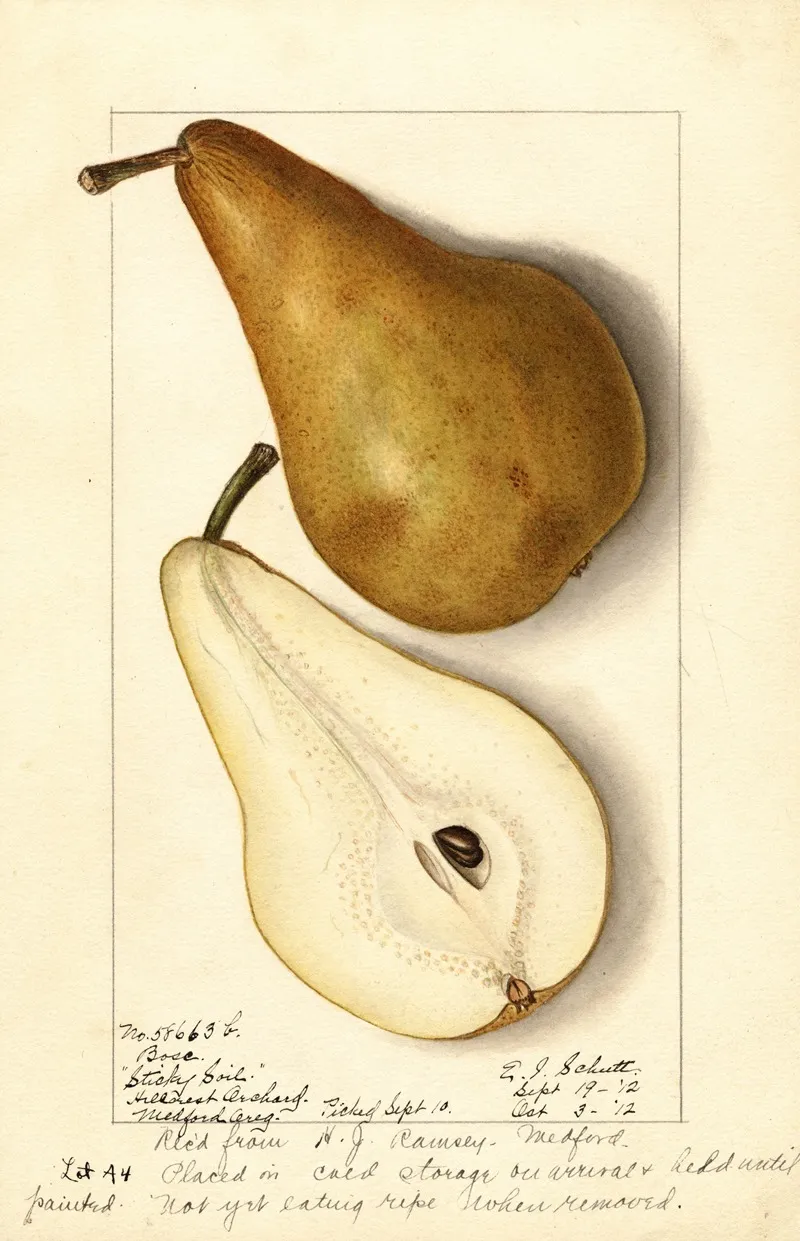 Pyrus Communis Bosc 6 Wall Art by Ellen Isham Schutt - High-Resolution Digital Print