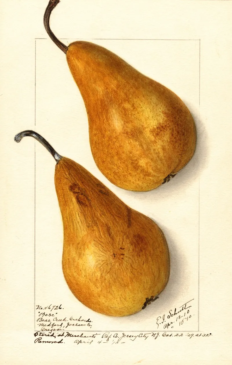 Pyrus Communis Bosc 7 Wall Art by Ellen Isham Schutt - High-Resolution Digital Print