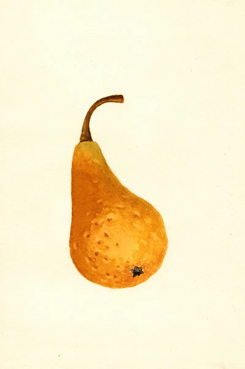 Pyrus Communis Bosc Wall Art by James Marion Shull - High-Resolution Digital Print