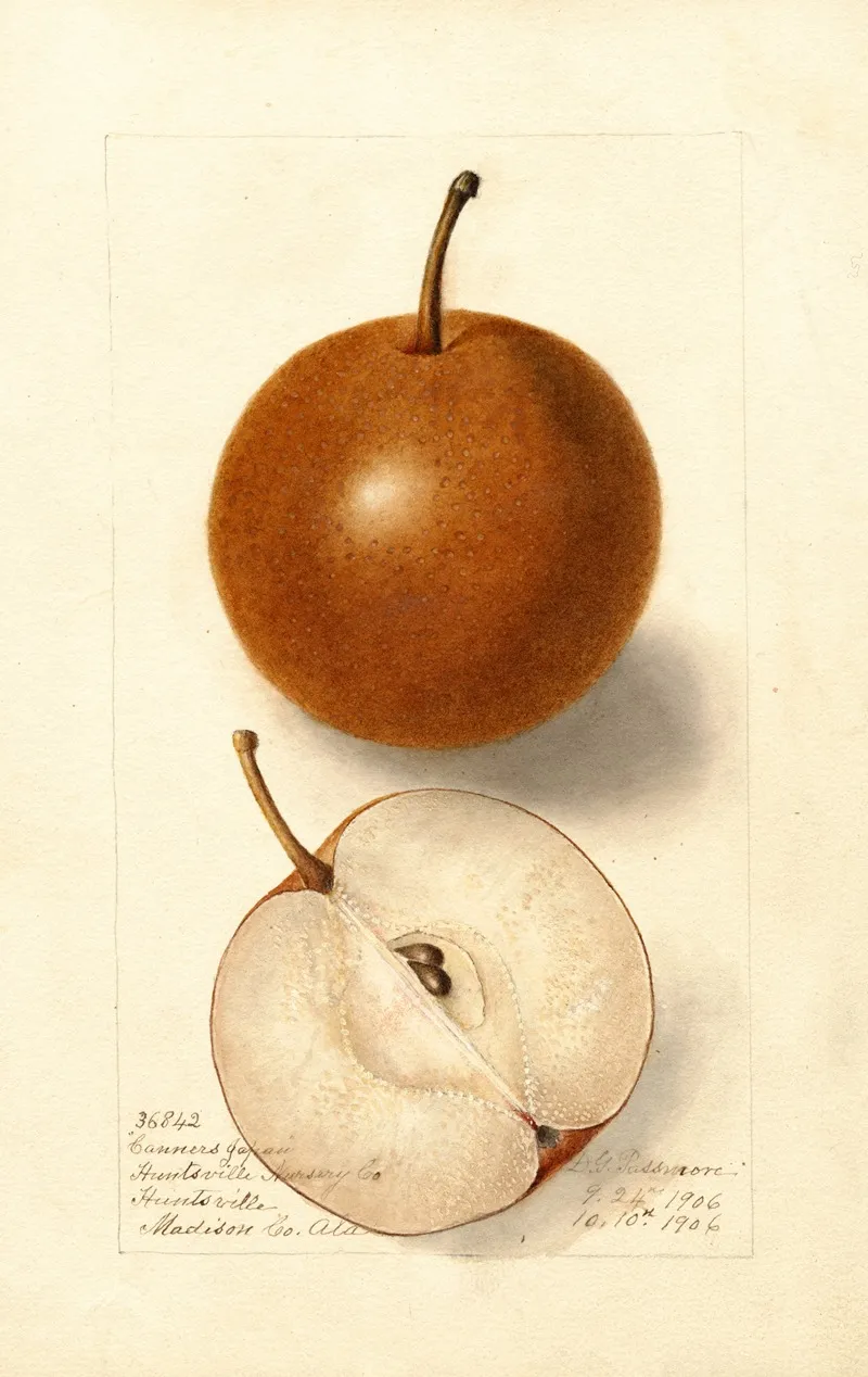 Pyrus Communis Canners Japan Wall Art by Deborah Griscom Passmore - High-Resolution Digital Print