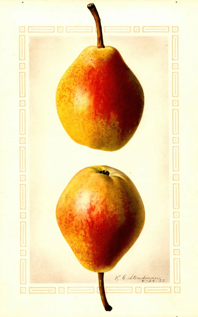 Pyrus Communis Clapps Favorite Wall Art by Royal Charles Steadman - High-Resolution Digital Print