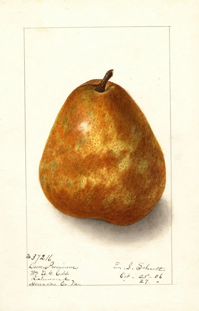 Pyrus Communis Deweys Premium Wall Art by Ellen Isham Schutt - High-Resolution Digital Print