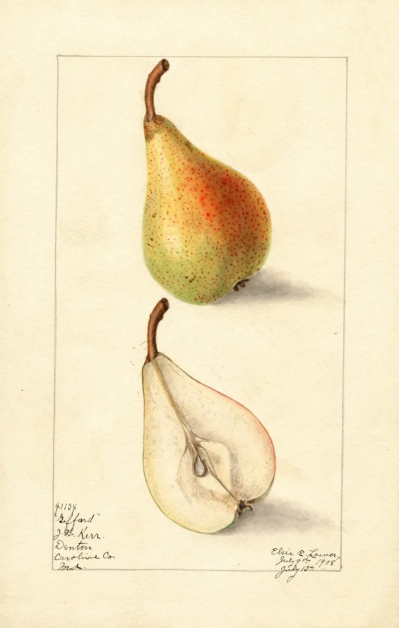 Pyrus Communis Giffard Wall Art by Elsie E. Lower - High-Resolution Digital Print
