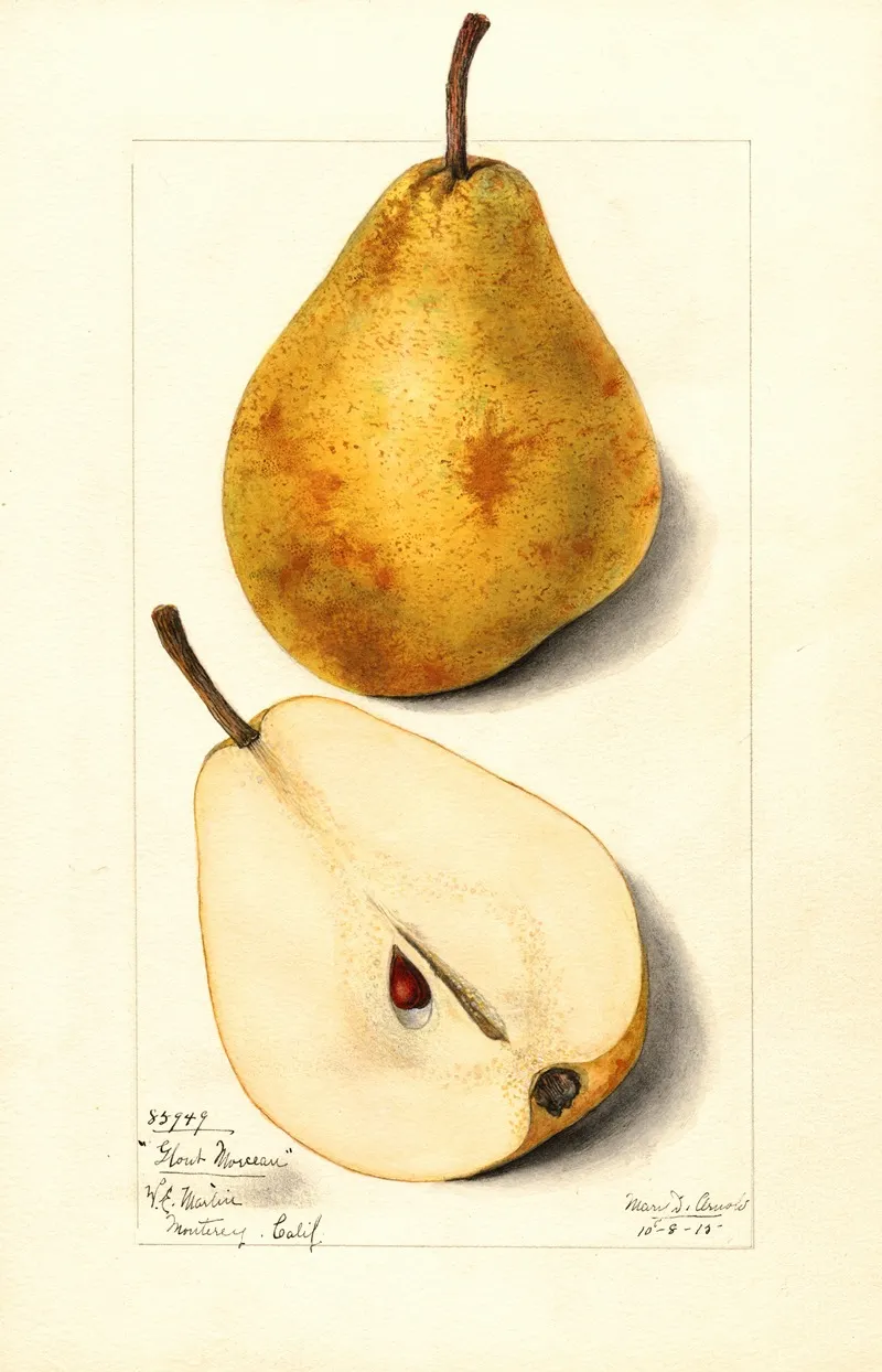 Pyrus Communis Glout Morceau Wall Art by Mary Daisy Arnold - High-Resolution Digital Print
