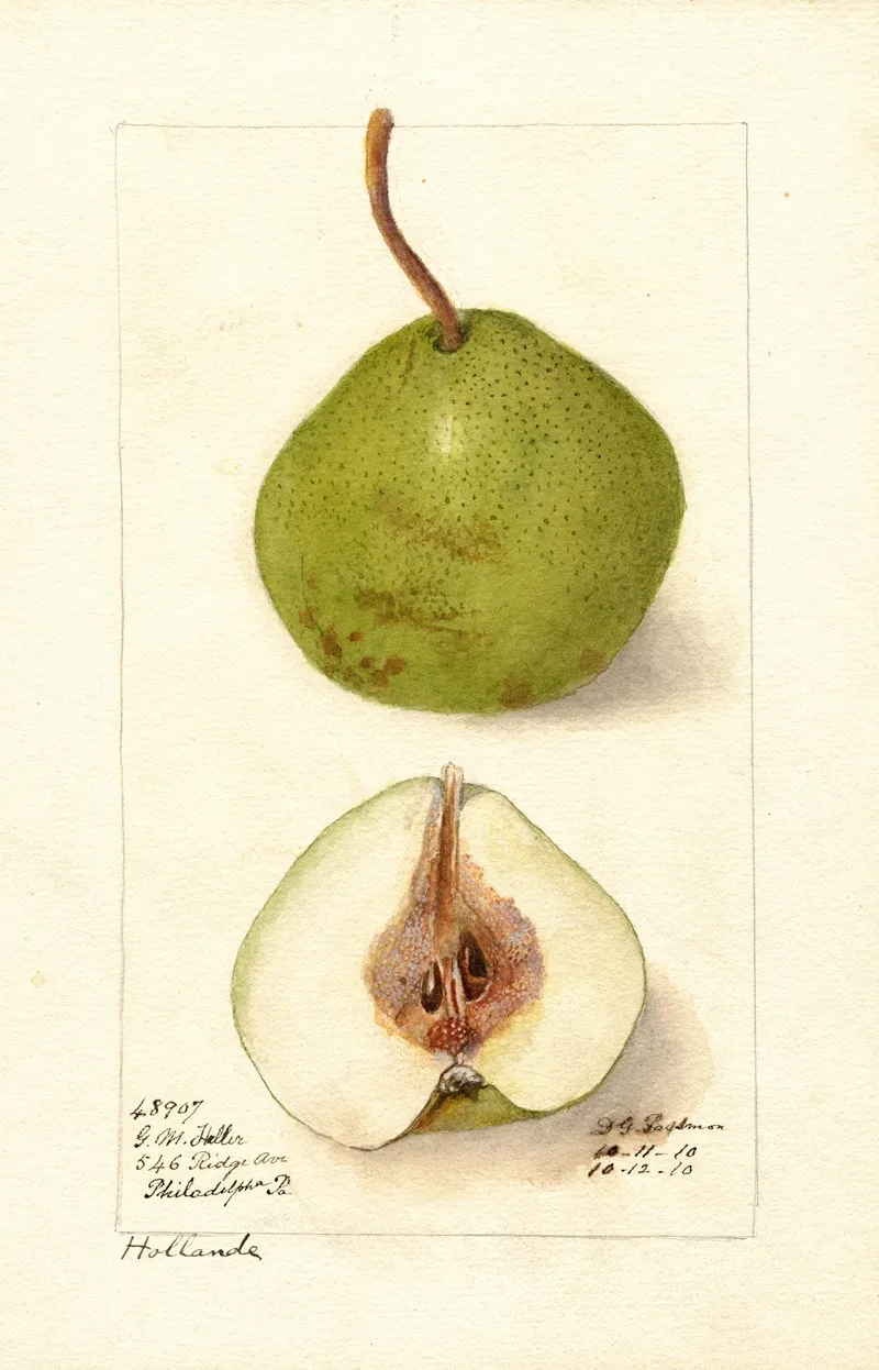 Pyrus Communis Holland Wall Art by Deborah Griscom Passmore - High-Resolution Digital Print