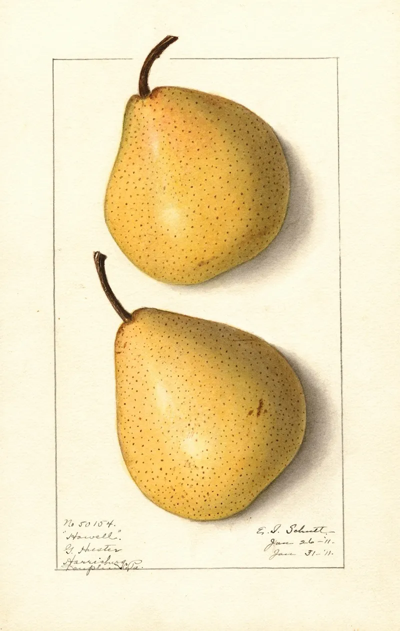 Pyrus Communis Howell 2 Wall Art by Ellen Isham Schutt - High-Resolution Digital Print