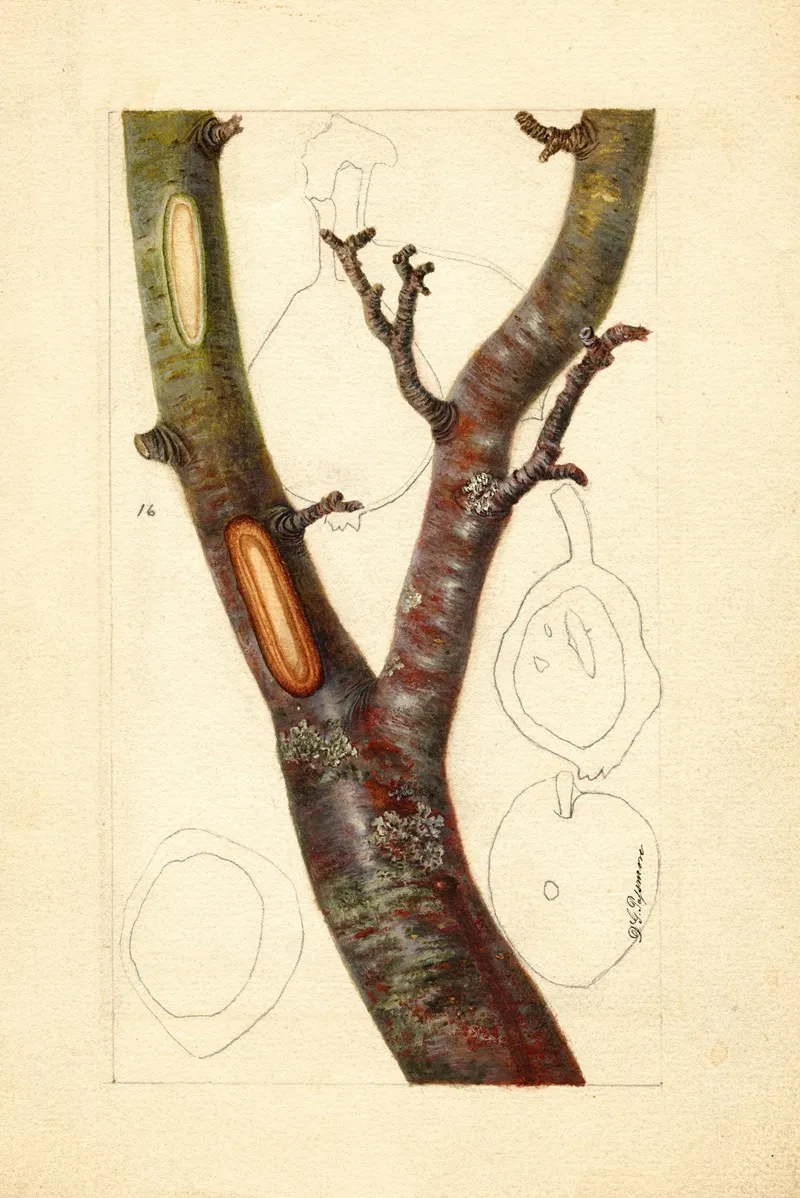 Pyrus Communis Howell Wall Art by Deborah Griscom Passmore - High-Resolution Digital Print