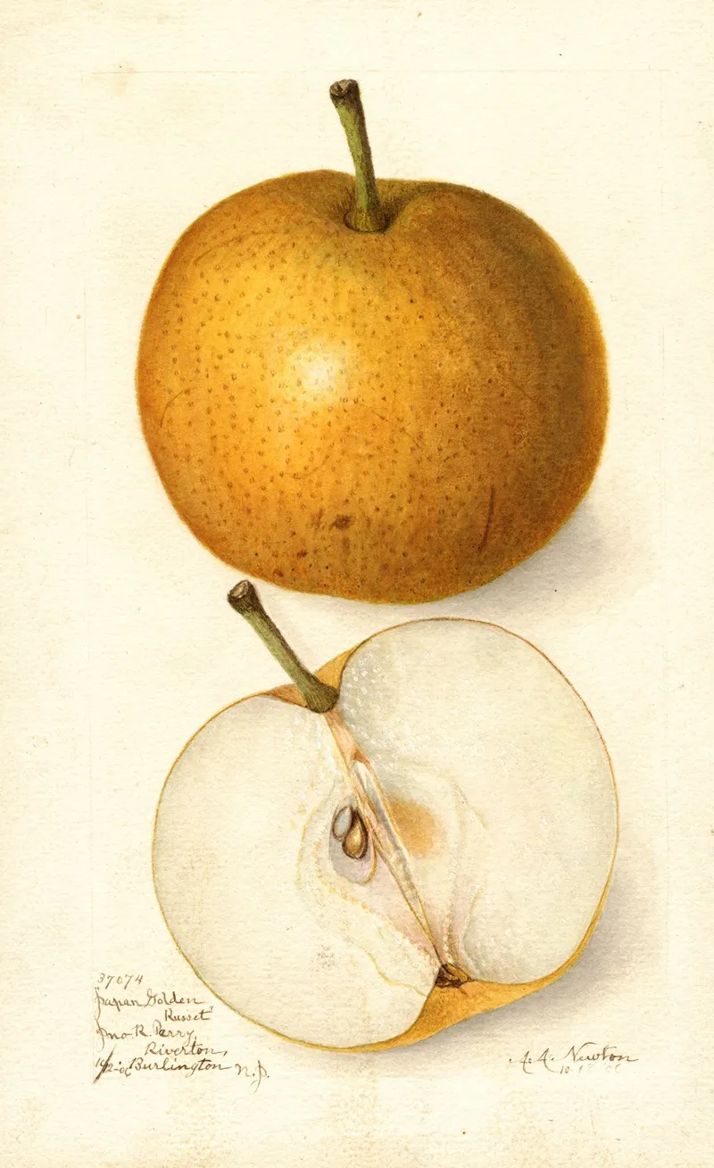 Pyrus Communis Japan Golden Russet Wall Art by Amanda Almira Newton - High-Resolution Digital Print