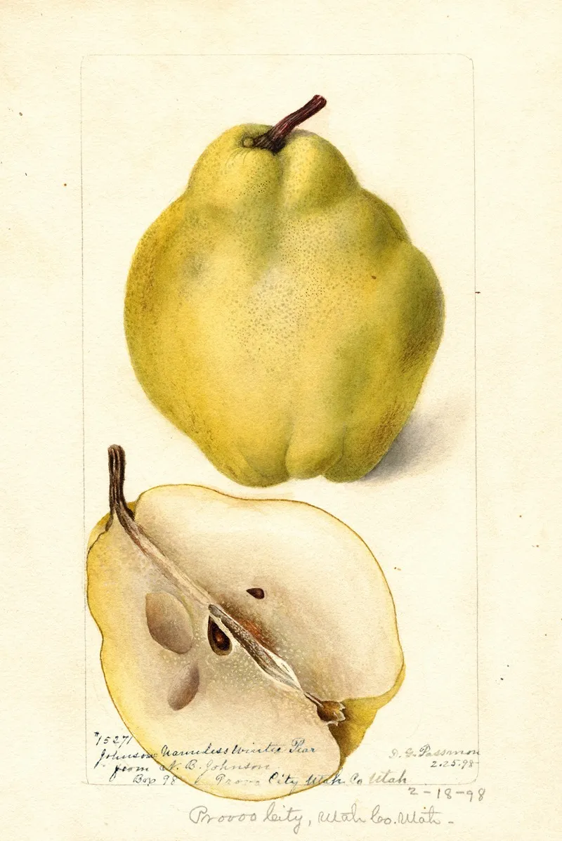 Pyrus Communis Johnsons Nameless Winter Wall Art by Deborah Griscom Passmore - High-Resolution Digital Print