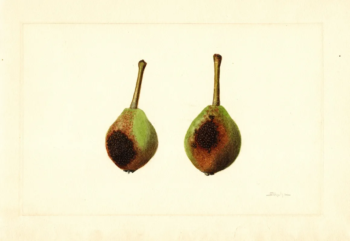 Pyrus Communis Kieffer 2 Wall Art by James Marion Shull - High-Resolution Digital Print