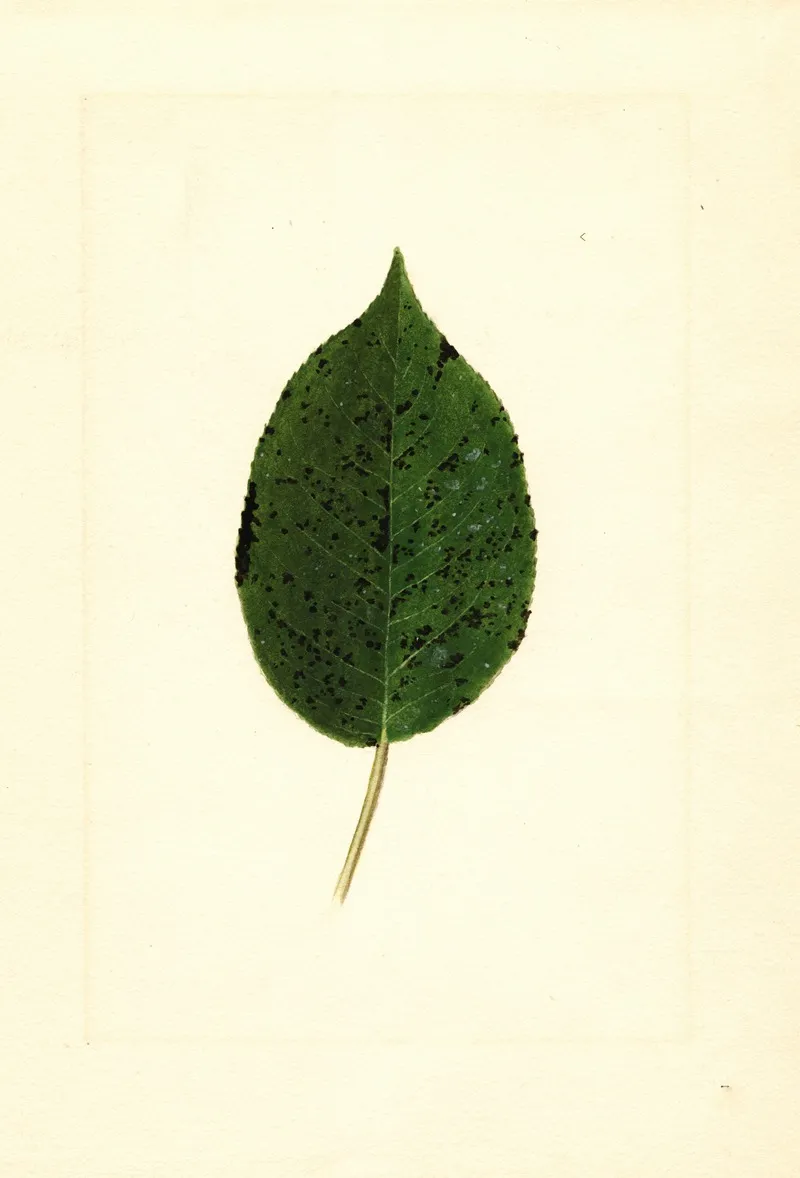 Pyrus Communis Kieffer 4 Wall Art by James Marion Shull - High-Resolution Digital Print