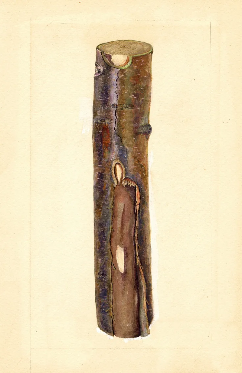 Pyrus Communis Kieffer 7 Wall Art by J.F. Brewer - High-Resolution Digital Print