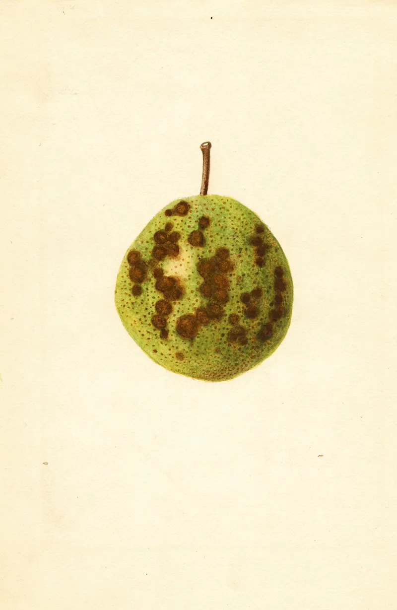 Pyrus Communis Kieffer 8 Wall Art by James Marion Shull - High-Resolution Digital Print