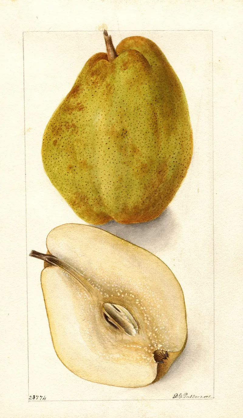 Pyrus Communis Kieffer 9 Wall Art by Deborah Griscom Passmore - High-Resolution Digital Print