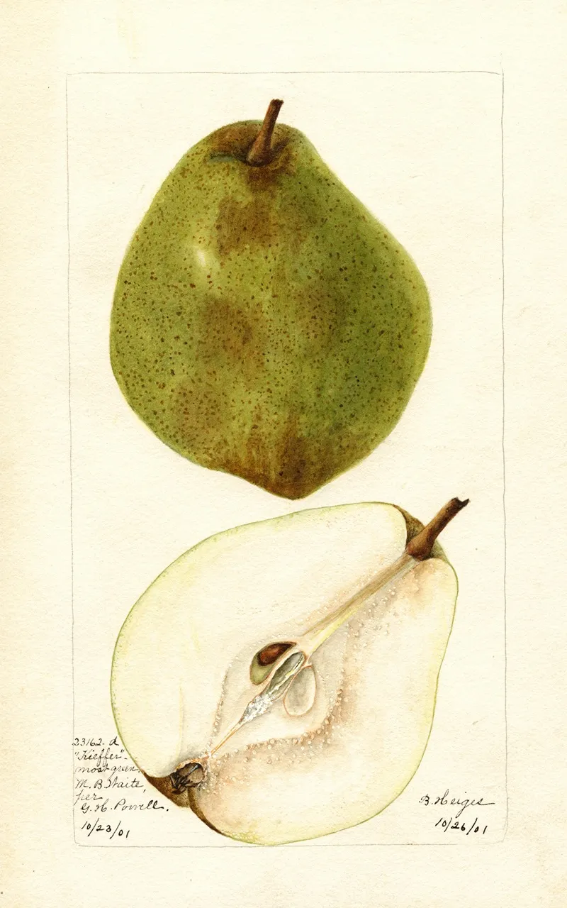 Pyrus Communis Kieffer Most Green Wall Art by Bertha Heiges - High-Resolution Digital Print