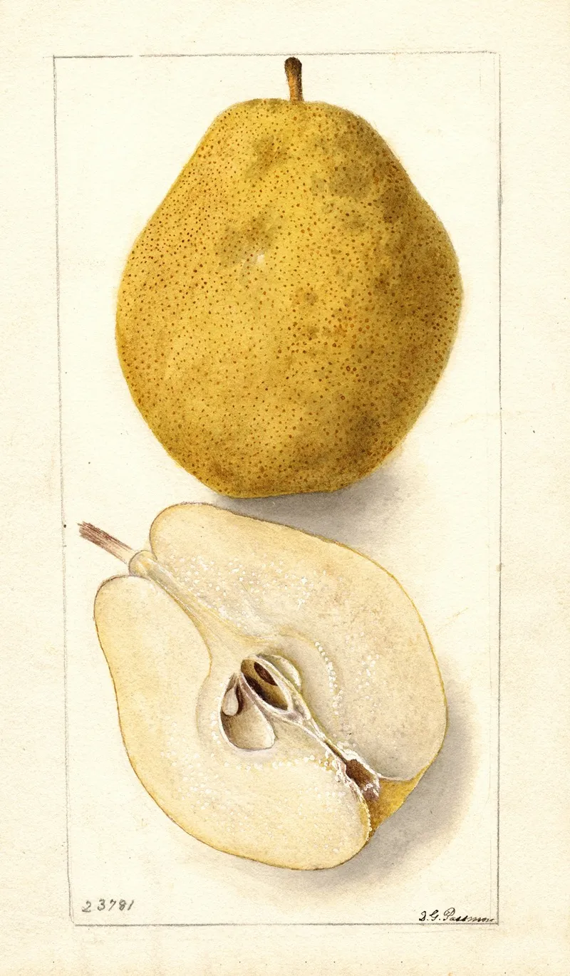 Pyrus Communis Kieffer Wall Art by Deborah Griscom Passmore - High-Resolution Digital Print