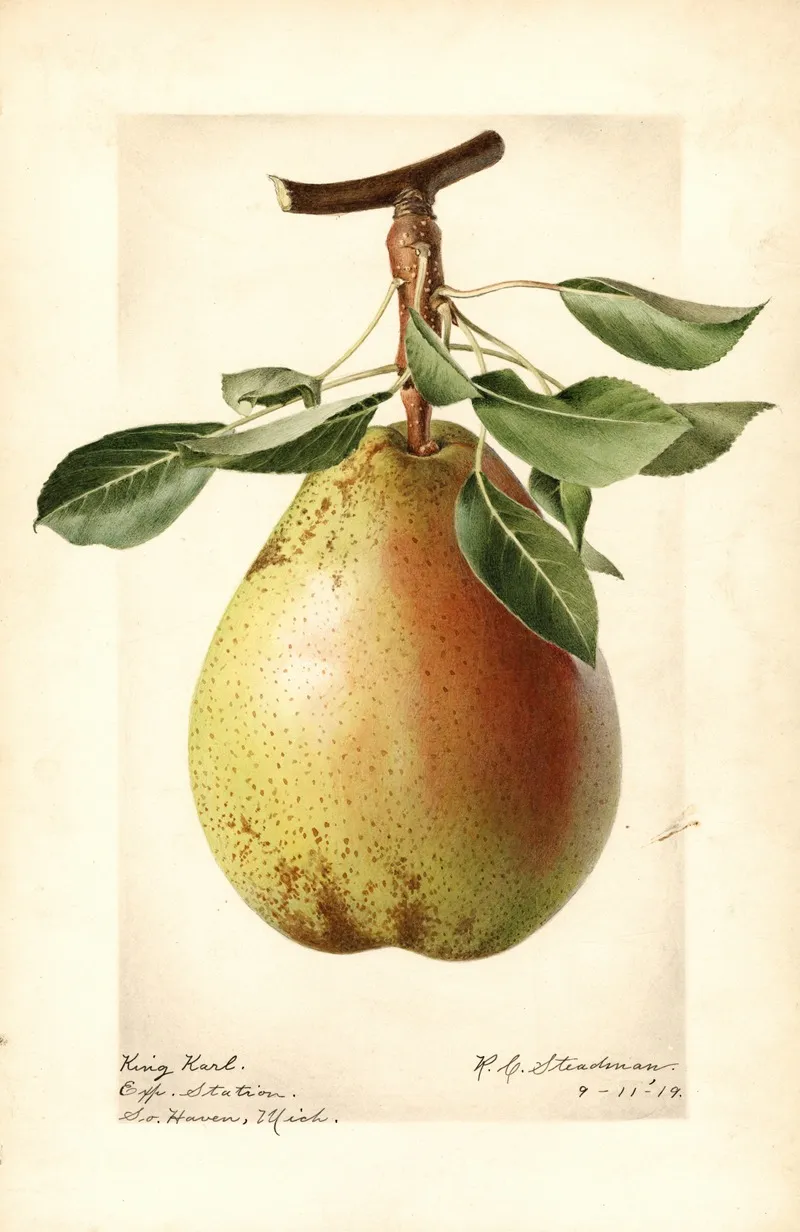 Pyrus Communis King Karl Wall Art by Royal Charles Steadman - High-Resolution Digital Print