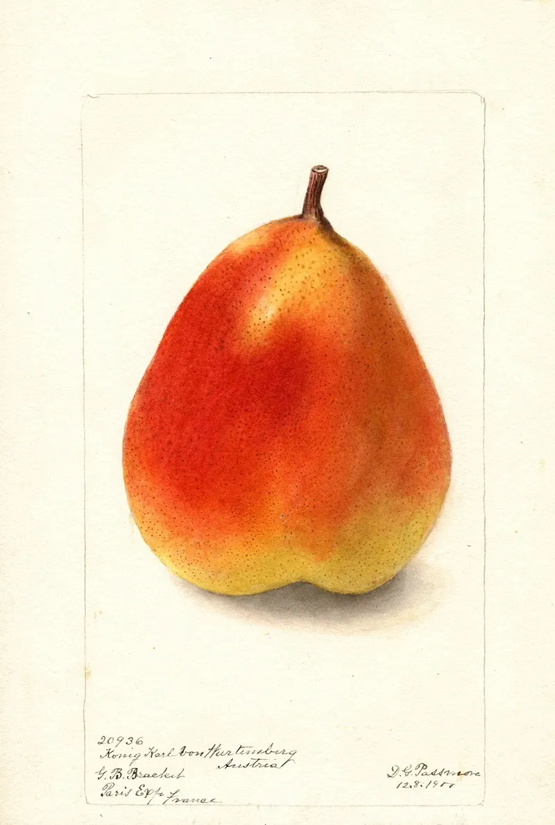 Pyrus Communis Konig Karl Von Wurttemberg 2 Wall Art by Deborah Griscom Passmore - High-Resolution Digital Print