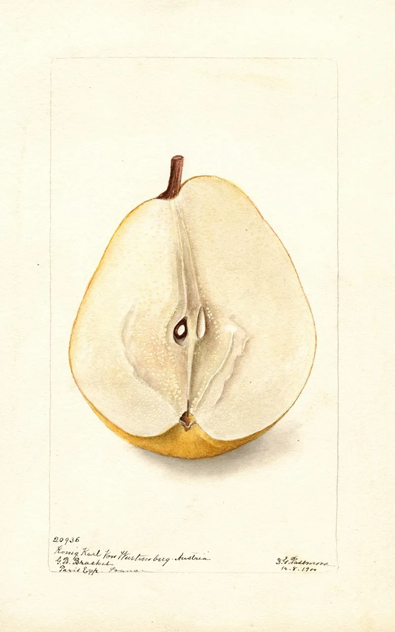 Pyrus Communis Konig Karl Von Wurttemberg Wall Art by Deborah Griscom Passmore - High-Resolution Digital Print