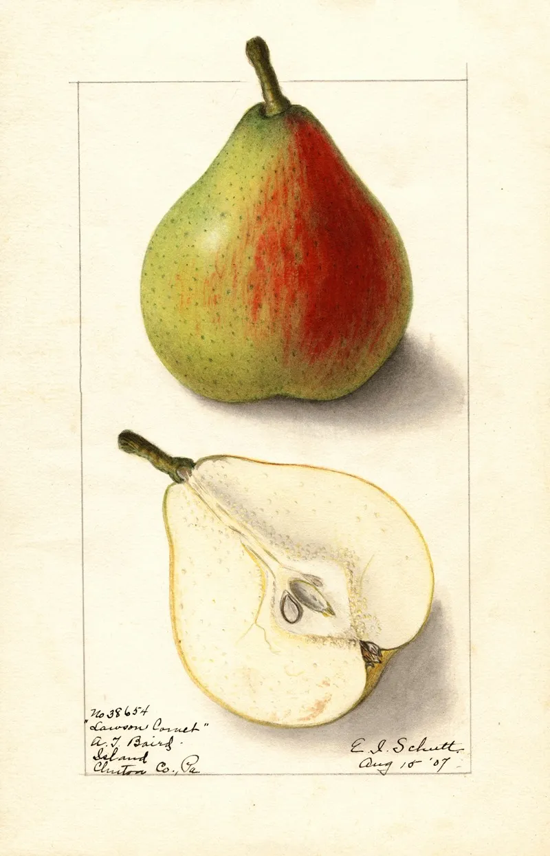 Pyrus Communis Lawson Comet Wall Art by Ellen Isham Schutt - High-Resolution Digital Print
