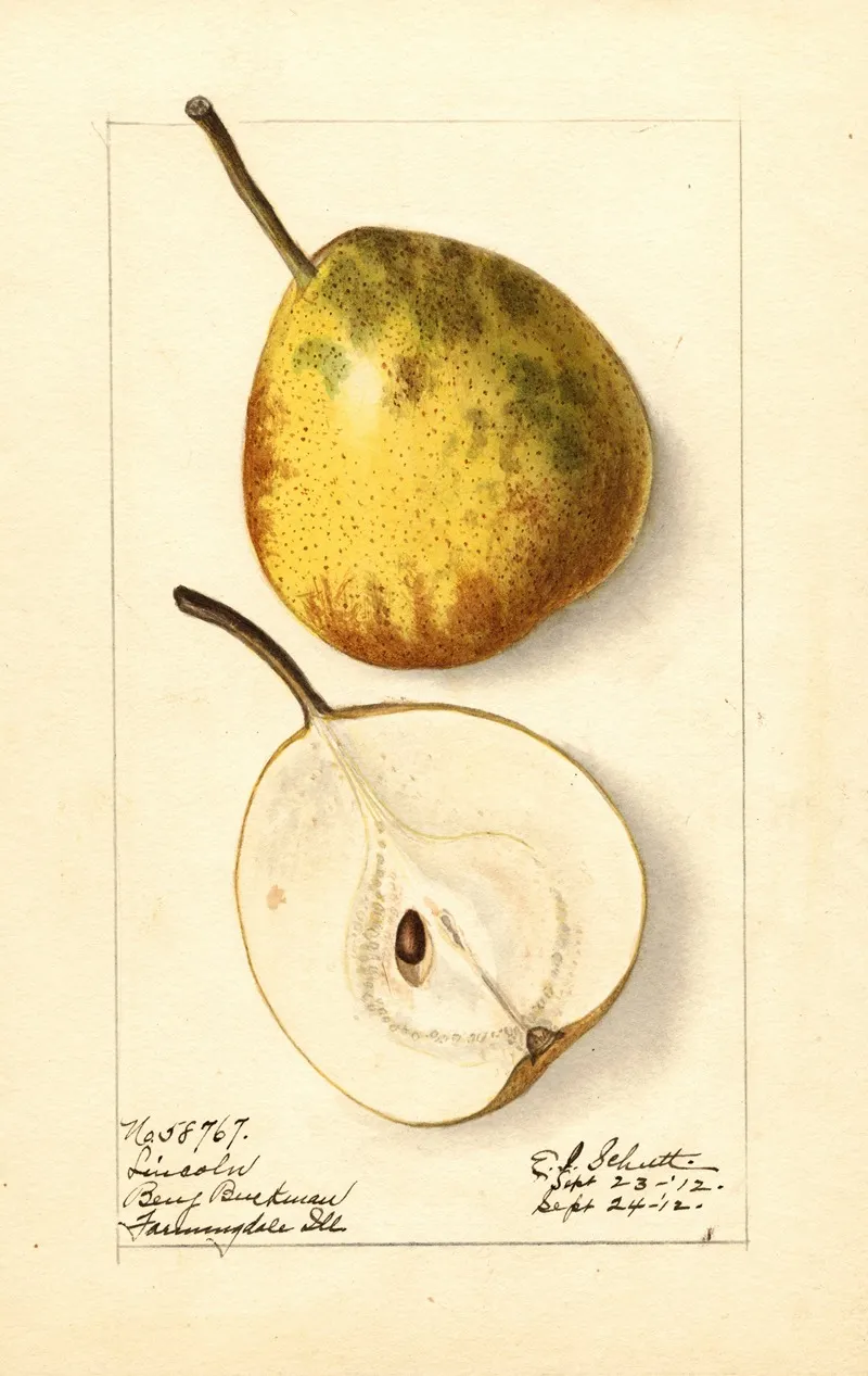 Pyrus Communis Lincoln Wall Art by Ellen Isham Schutt - High-Resolution Digital Print