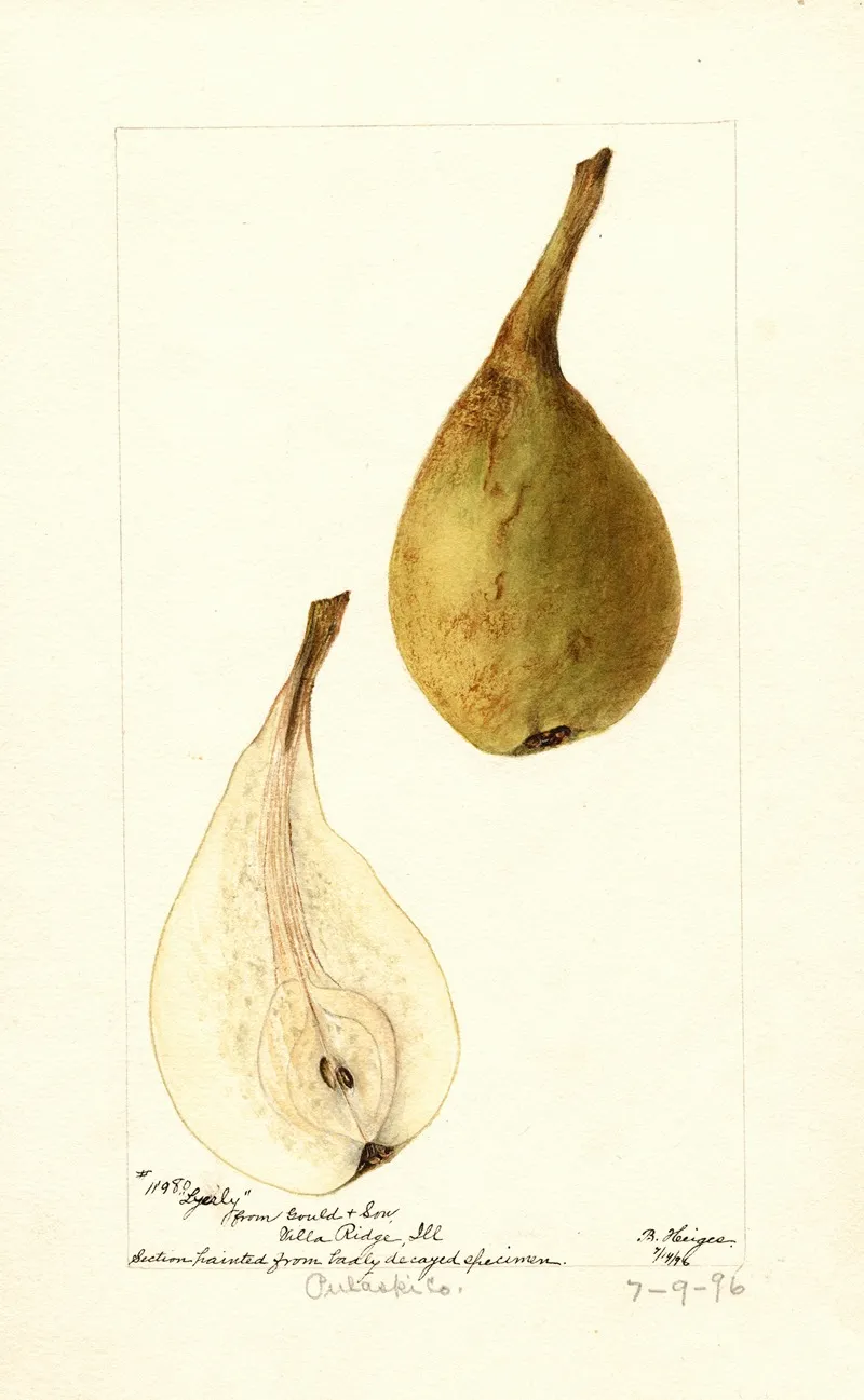 Pyrus Communis Lyerly Wall Art by Bertha Heiges - High-Resolution Digital Print
