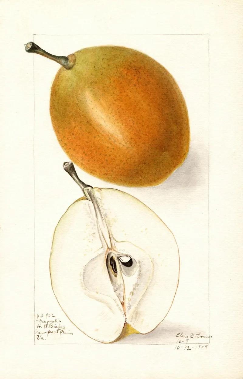 Pyrus Communis Magnolia 2 Wall Art by Elsie E. Lower - High-Resolution Digital Print