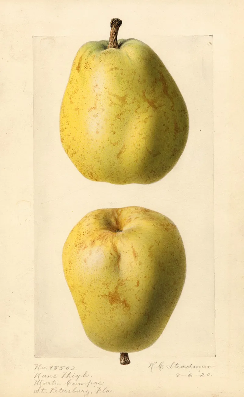 Pyrus Communis Nuns Thigh Wall Art by Royal Charles Steadman - High-Resolution Digital Print