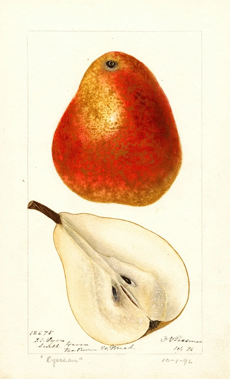 Pyrus Communis Ogerean Wall Art by Deborah Griscom Passmore - High-Resolution Digital Print