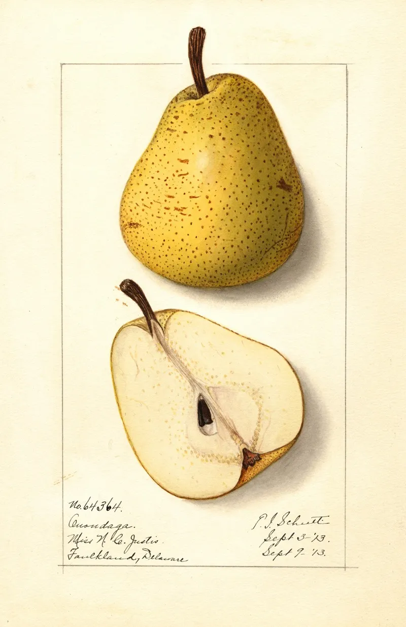Pyrus Communis Onondaga Wall Art by Ellen Isham Schutt - High-Resolution Digital Print