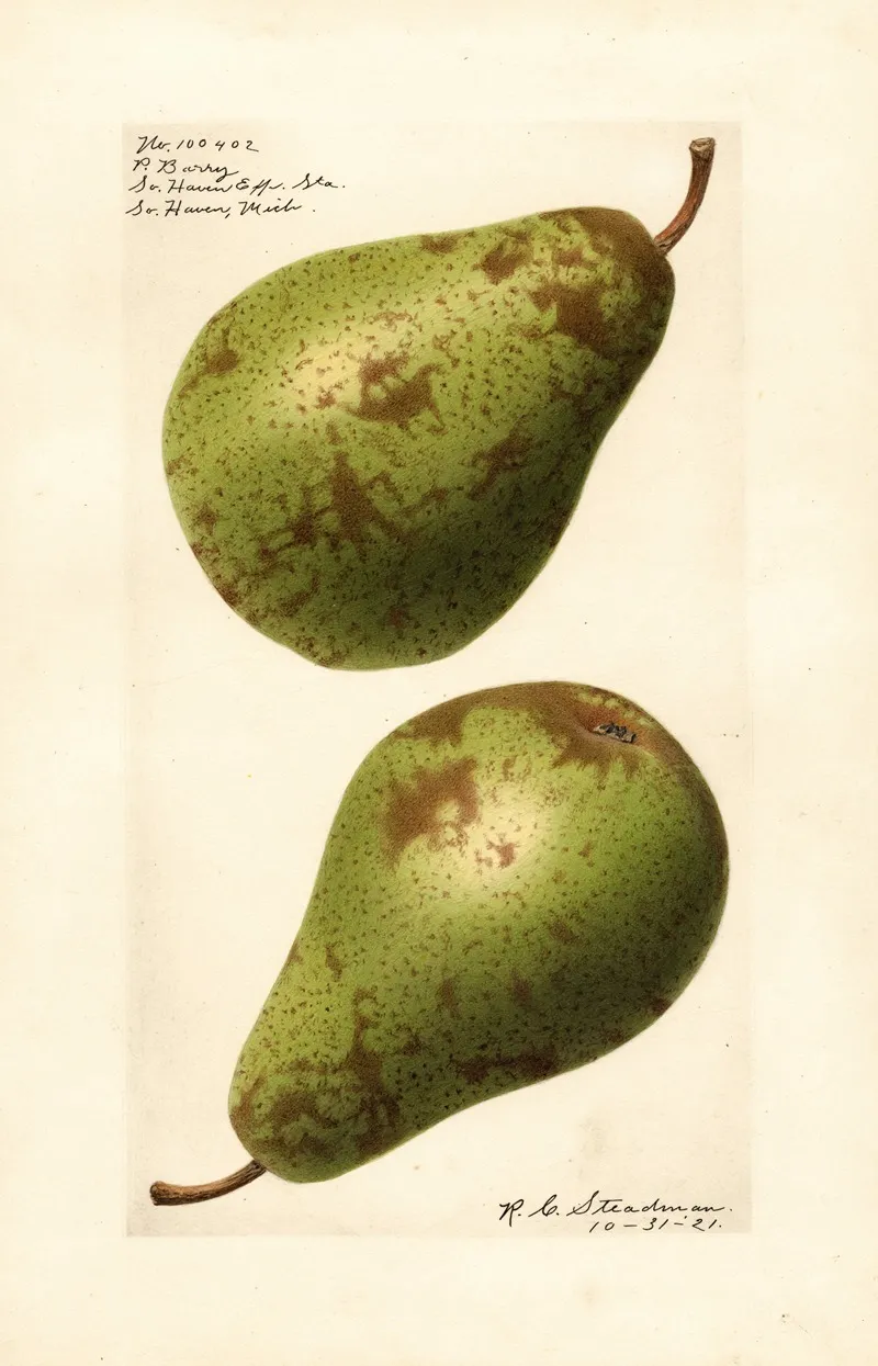 Pyrus Communis P Wall Art by Royal Charles Steadman - High-Resolution Digital Print